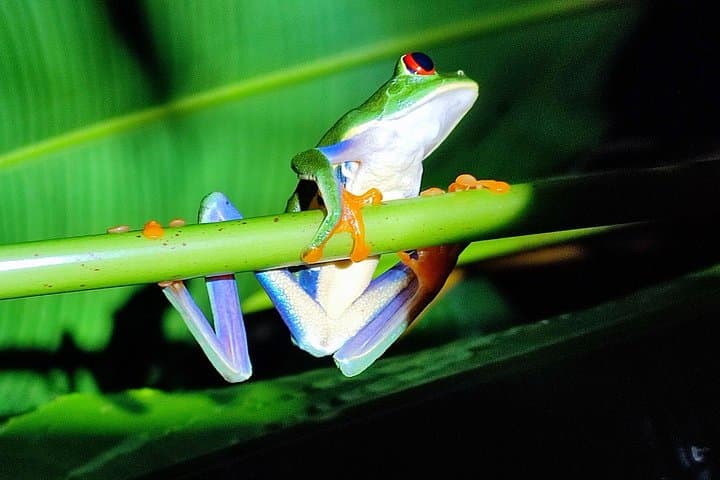 Night Walk in Tortuguero: Guided Nocturnal Wildlife Walk through Rainforest Trails photo 3