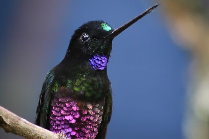 Hummingbird Birdwatching Encounter Near Bogotá — Half-Day Garden Tour photo 3