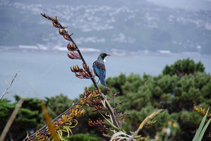 Wellington Walking Introduction: Botanic Gardens, Cable Car & Cuba Street photo 6