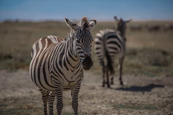 Serengeti Wildebeest Migration: 10-Day River-Crossing Safari from Arusha photo 5