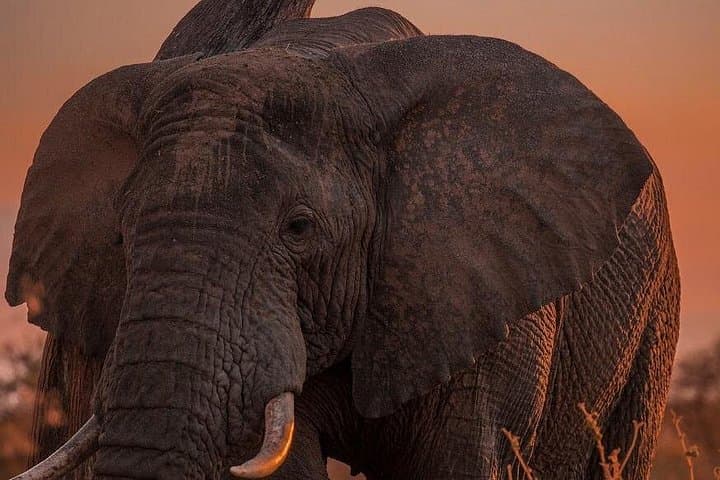 10-Day-Private-Celebrity-Tanzania-Safari-Experience-Northern-Circuit photo 2