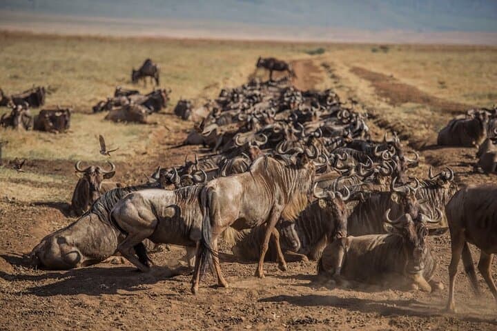Serengeti Wildebeest Migration: 10-Day River-Crossing Safari from Arusha photo 3