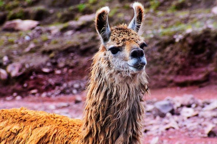 Huchuy Qosqo Trek & Machu Picchu in 3 Days: Sacred Valley Hike with Private Guide photo 2