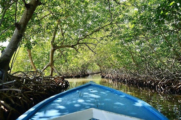 Half-Day Roatan East Cultural Tour — Turtle Sanctuary, Mangroves & Garífuna Heritage photo 1