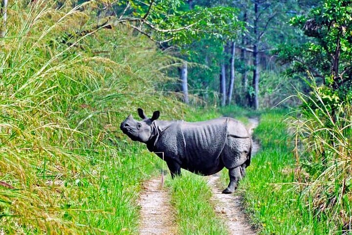 4-Day Chitwan National Park Jungle Trek from Sauraha — Wildlife, Tharu Homestays & Sameshwor Hill photo 4