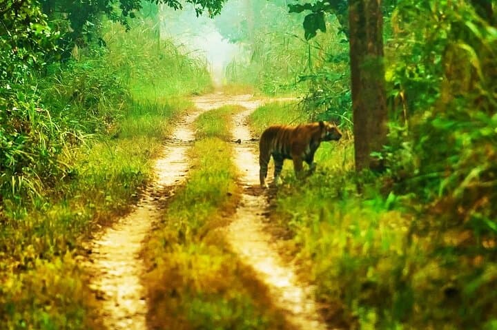4-Day Chitwan National Park Jungle Trek from Sauraha — Wildlife, Tharu Homestays & Sameshwor Hill photo 6