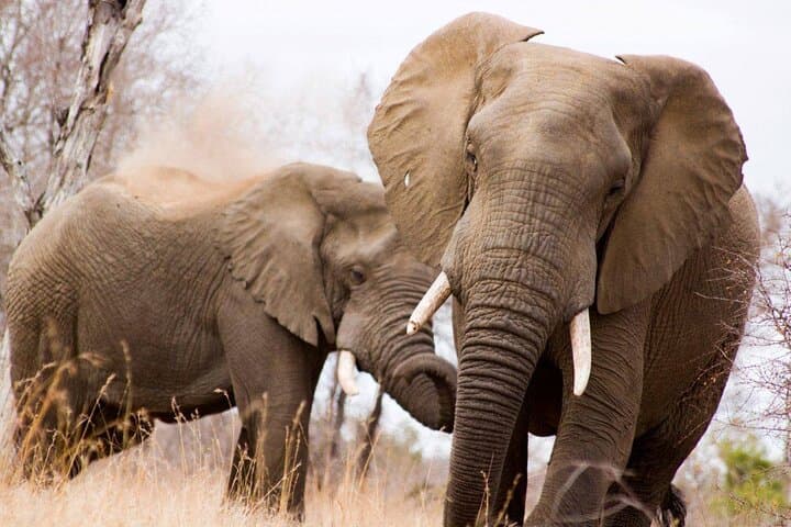 Full-Day Kruger Safari: Big Five Game Drive from Hazyview photo 2