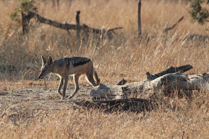 Full-Day Kruger Safari: Big Five Game Drive from Hazyview photo 5
