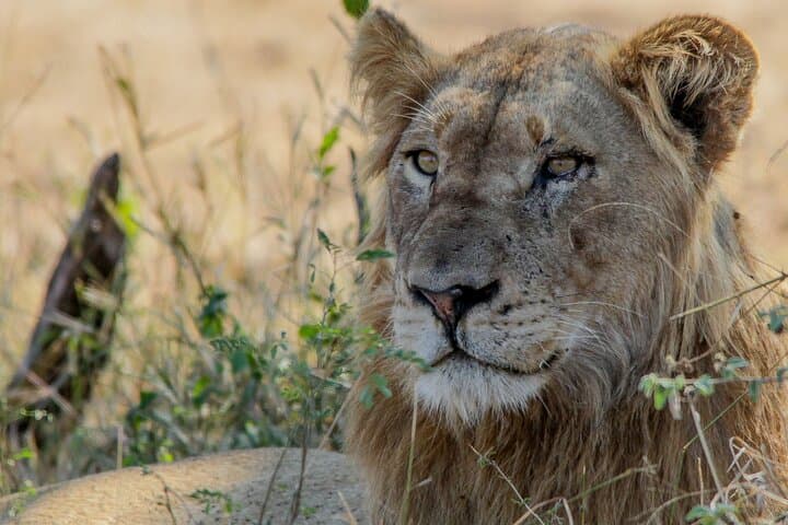 Full-Day Kruger Safari: Big Five Game Drive from Hazyview photo 4