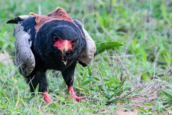 Full-Day Kruger Safari: Big Five Game Drive from Hazyview photo 3
