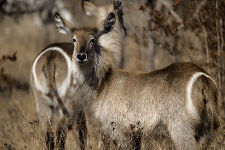 Full-Day Kruger Safari: Big Five Game Drive from Hazyview photo 6