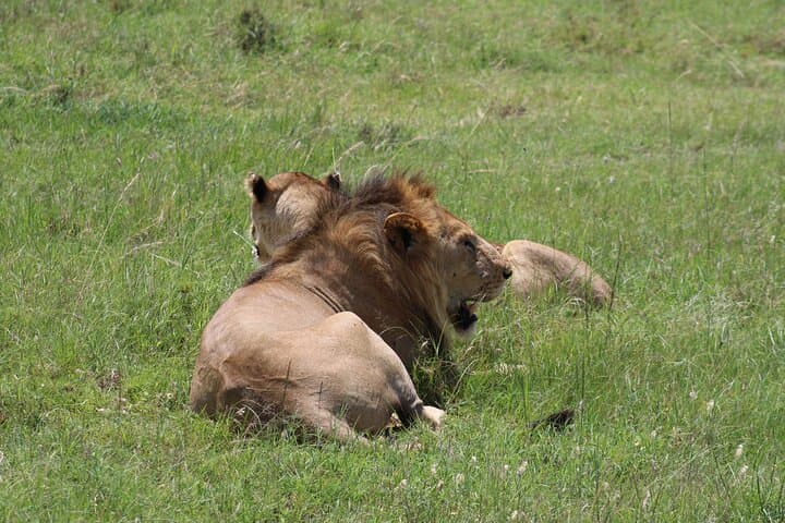 3-Day Serengeti Safari from Zanzibar — Fly-In Wildlife Adventure