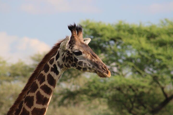 3-Day Serengeti Safari from Zanzibar — Fly-In Wildlife Adventure photo 3