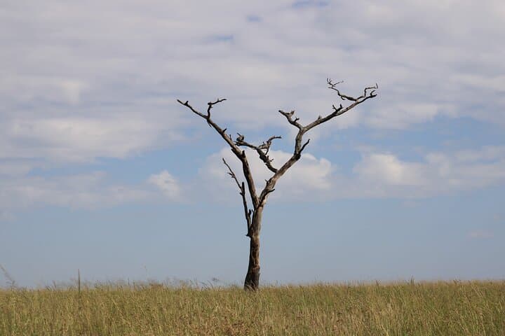 3-Day Serengeti Safari from Zanzibar — Fly-In Wildlife Adventure photo 4