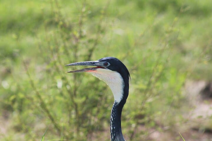3-Day Serengeti Safari from Zanzibar — Fly-In Wildlife Adventure photo 5