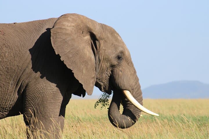 3-Day Serengeti Safari from Zanzibar — Fly-In Wildlife Adventure photo 6