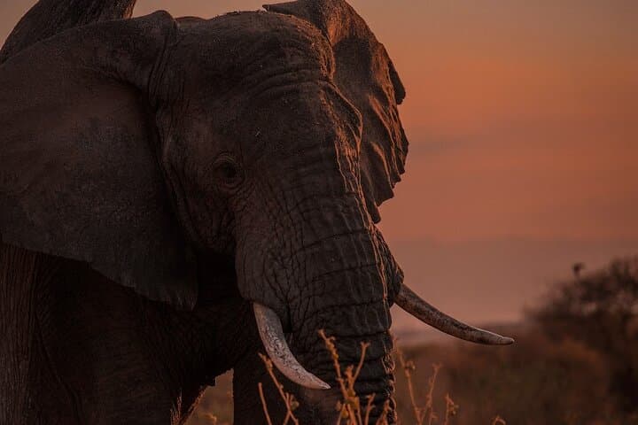 Ndutu Migration Safari: 6-Day Serengeti Calving-Season Safari photo 4