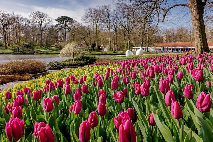 Keukenhof & Zaanse Schans Day Trip: Tulips, Windmills & Dutch Traditions photo 4