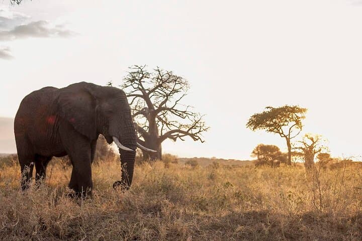 Serengeti Wildebeest Migration: 10-Day River-Crossing Safari from Arusha photo 6
