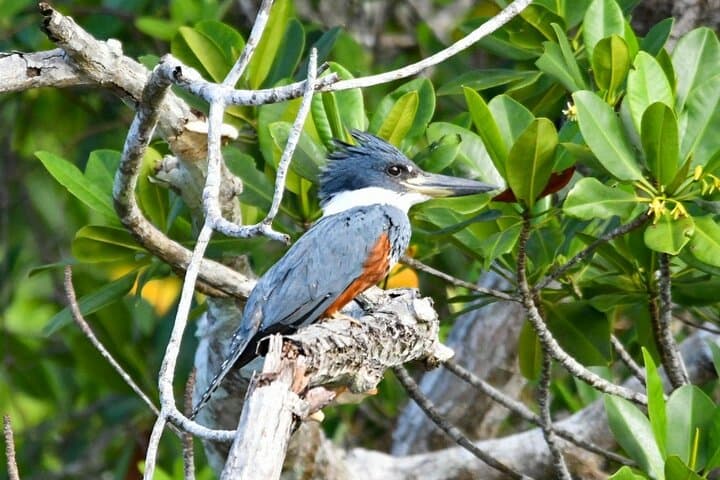Cahuita Coastal Hike: Rainforest Trails & Reef Views on Costa Rica’s Caribbean Shore photo 6