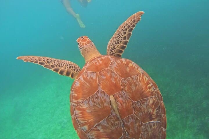 Swim with Sea Turtles in Akumal and Explore a Yucatán Cenote photo 3