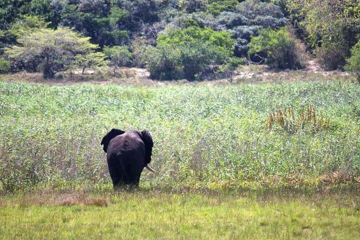 Maputo Elephant Reserve Day Safari from Maputo — Morning Wildlife Drive with Transfers photo 4