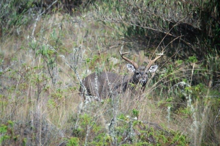 Private Birdwatching Tour in Chingaza Páramo — Laguna de Chingaza Wildlife Day Trip photo 2