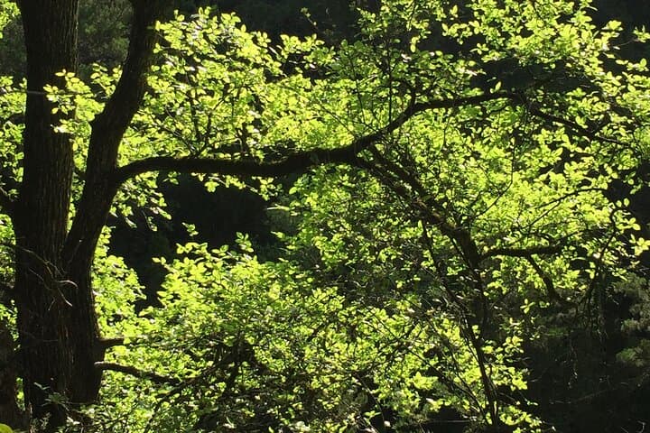 Forest Mindfulness and Embodiment Experience in Austin photo 2