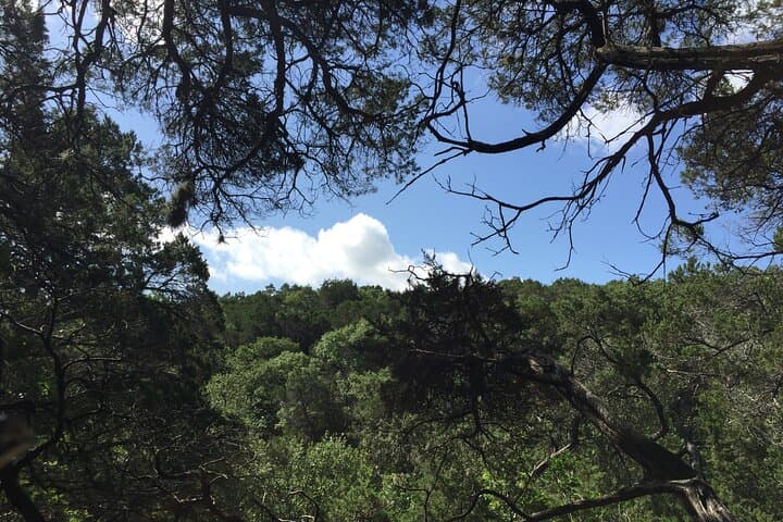 Forest Mindfulness and Embodiment Experience in Austin photo 3