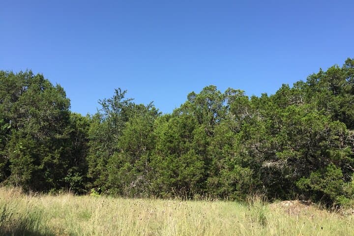 Forest Mindfulness and Embodiment Experience in Austin photo 4