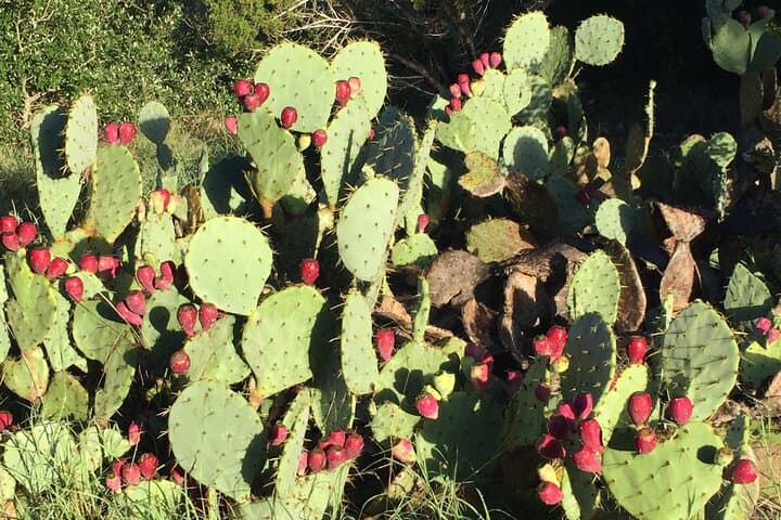 Forest Mindfulness and Embodiment Experience in Austin photo 5