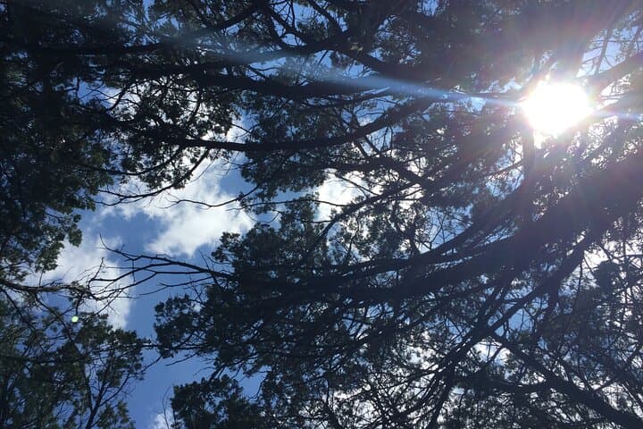Forest Mindfulness and Embodiment Experience in Austin photo 6