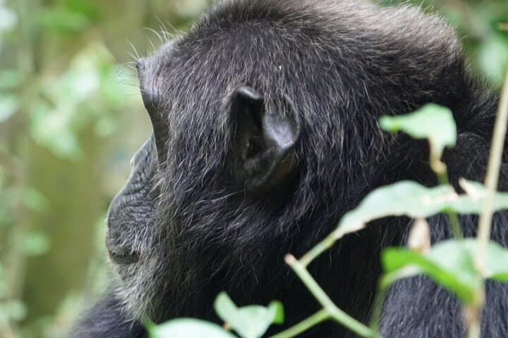 3-Day Private Gorilla Trekking & Safari in Bwindi National Park, Uganda photo 2
