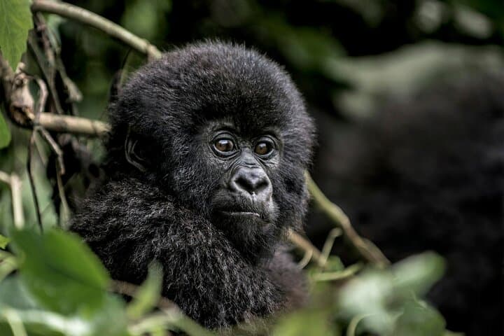 3-Day Private Gorilla Trekking & Safari in Bwindi National Park, Uganda photo 3