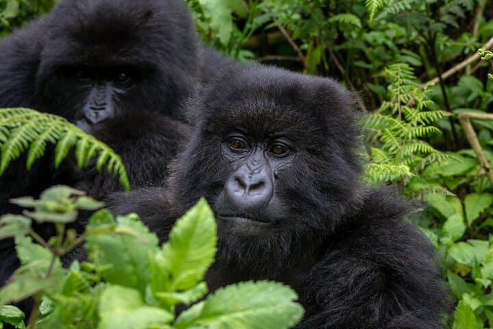 3-Day Private Gorilla Trekking & Safari in Bwindi National Park, Uganda photo 5