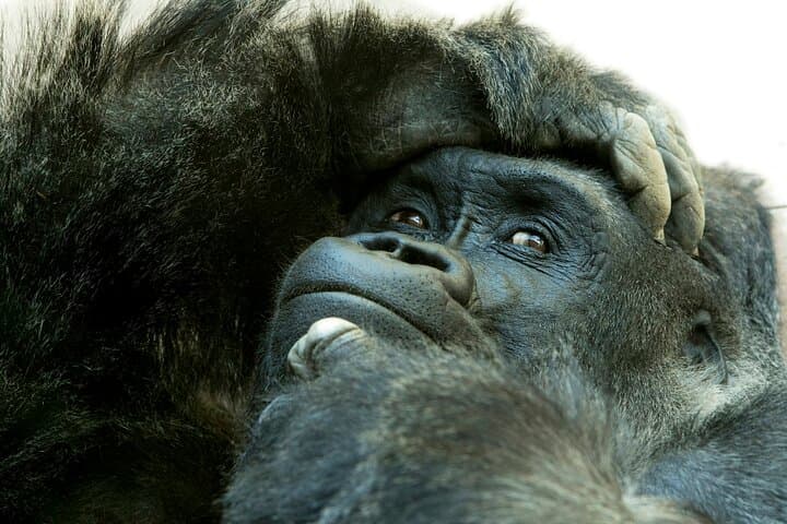 3-Day Private Gorilla Trekking & Safari in Bwindi National Park, Uganda
