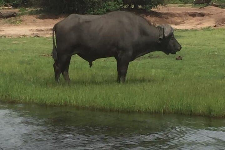 Full-Day Chobe Safari: Morning River Cruise & Afternoon Game Drive
