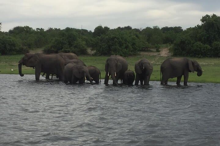 Full-Day Chobe Safari: Morning River Cruise & Afternoon Game Drive photo 6