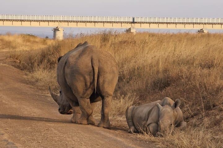 Amboseli Full-Day Safari from Nairobi — Kilimanjaro-Backed Big Five Game Drive photo 5
