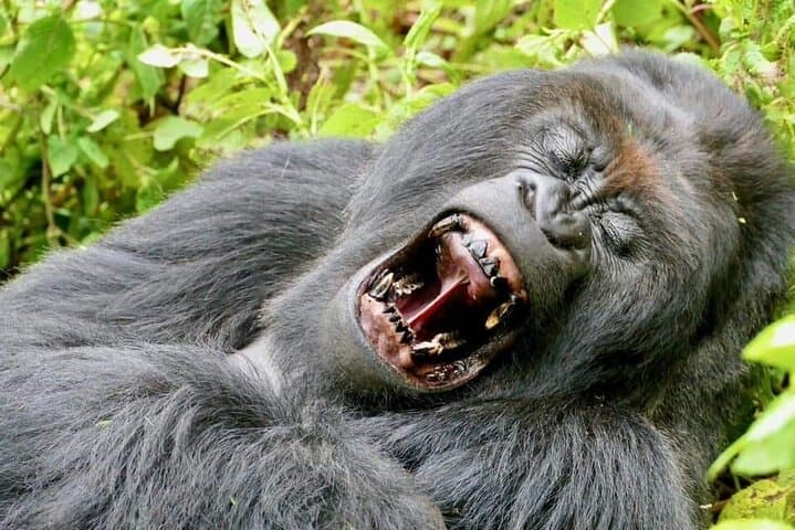 3-Day Mountain Gorilla Tracking in Bwindi: Close Encounters in Uganda's Rainforest