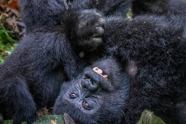 3-Day Mountain Gorilla Tracking in Bwindi: Close Encounters in Uganda's Rainforest photo 2