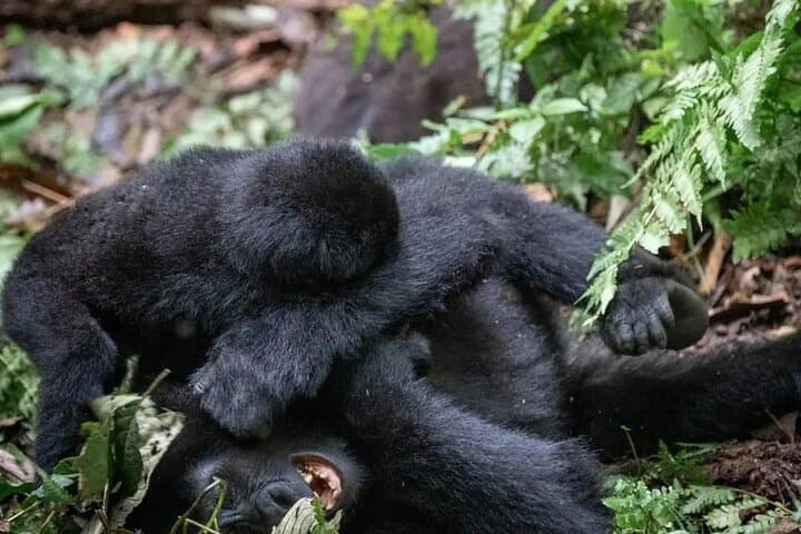 3-Day Mountain Gorilla Tracking in Bwindi: Close Encounters in Uganda's Rainforest photo 3
