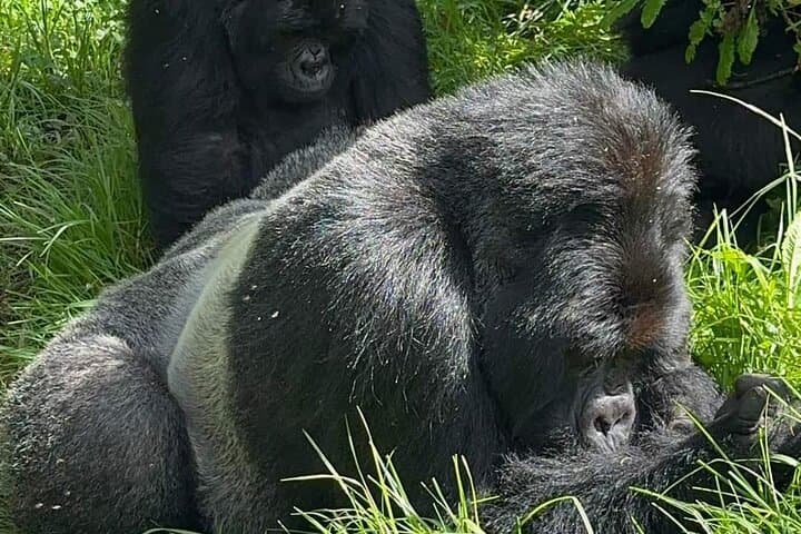 3-Day Mountain Gorilla Tracking in Bwindi: Close Encounters in Uganda's Rainforest photo 4