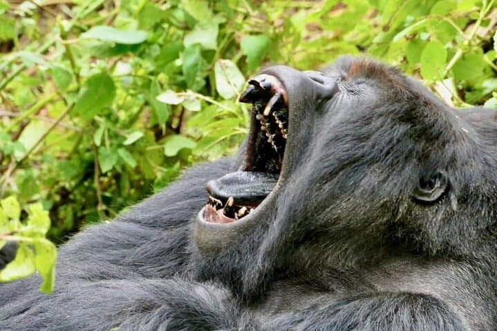 3-Day Mountain Gorilla Tracking in Bwindi: Close Encounters in Uganda's Rainforest photo 5