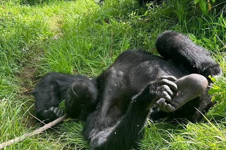 3-Day Mountain Gorilla Tracking in Bwindi: Close Encounters in Uganda's Rainforest photo 6