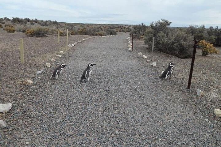 Private Cruise Shore Excursion to Punta Tombo — Magellanic Penguin Reserve photo 3