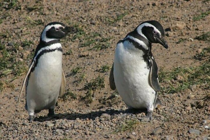 Private Cruise Shore Excursion to Punta Tombo — Magellanic Penguin Reserve photo 2