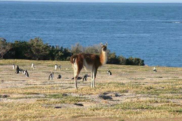 Private Cruise Shore Excursion to Punta Tombo — Magellanic Penguin Reserve photo 4