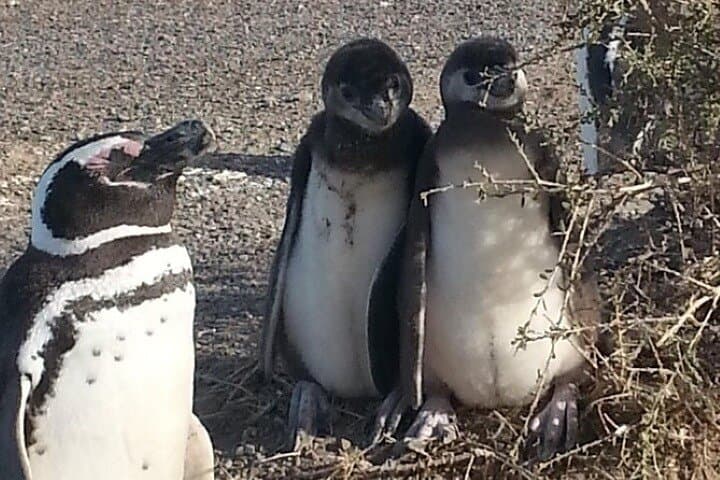 Private Cruise Shore Excursion to Punta Tombo — Magellanic Penguin Reserve photo 5