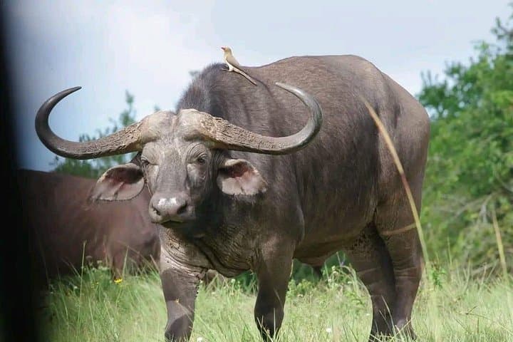 3-Day Tsavo East & West Safari: Red Elephants, Salt Lick Lodge & Classic Game Drives photo 1